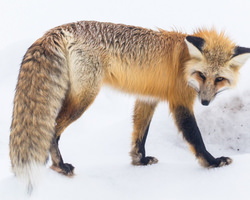 雪の上で歩くキツネ